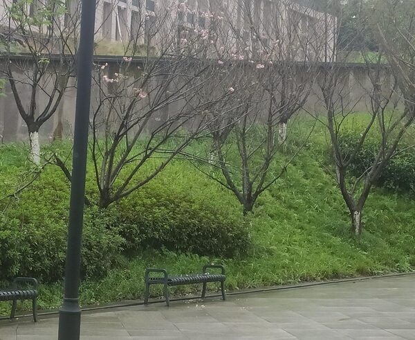 莫得桑